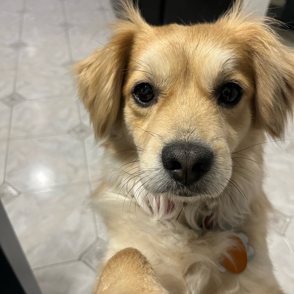 Meet your Posher, Milo - Picture 3 of 4